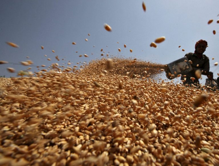Preţul grâului rusesc este în scădere, pe fondul supraproducţiei