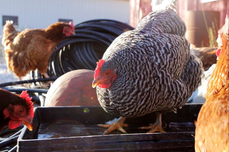 Lipsa ouălor de pe piaţă îi determină pe neozeelandezi să-şi cumpere găini