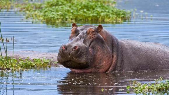 Indignare în Zambia: Autoritățile vor să sacrifice 2.000 de hipopotami; ONG-urile protestează