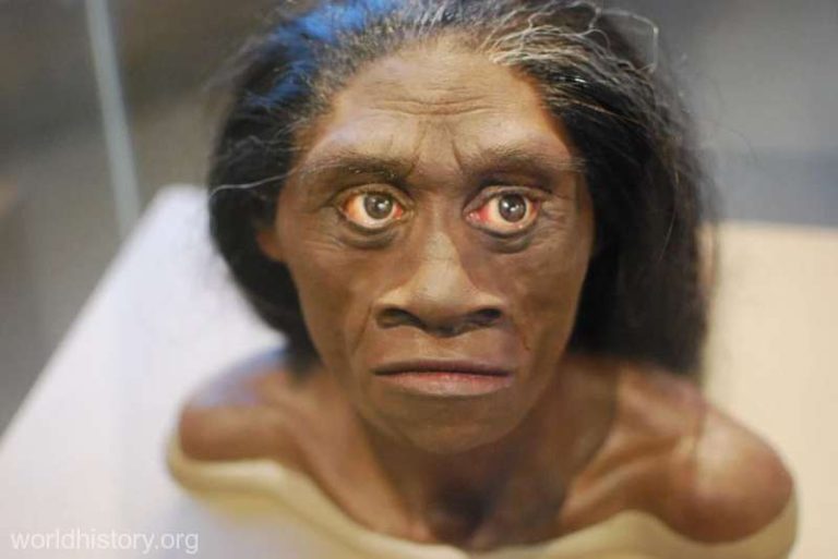 Cea mai mică fosilă de humerus uman oferă noi informații despre specia Homo floresiensis