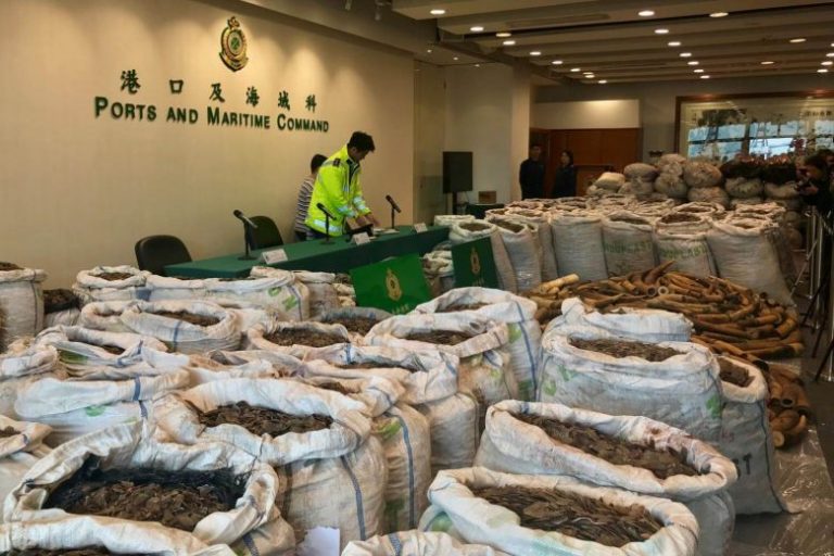 Cantitate record de opt tone de solzi de pangolin şi peste 1.000 de colţi de elefant, confiscată în Hong Kong