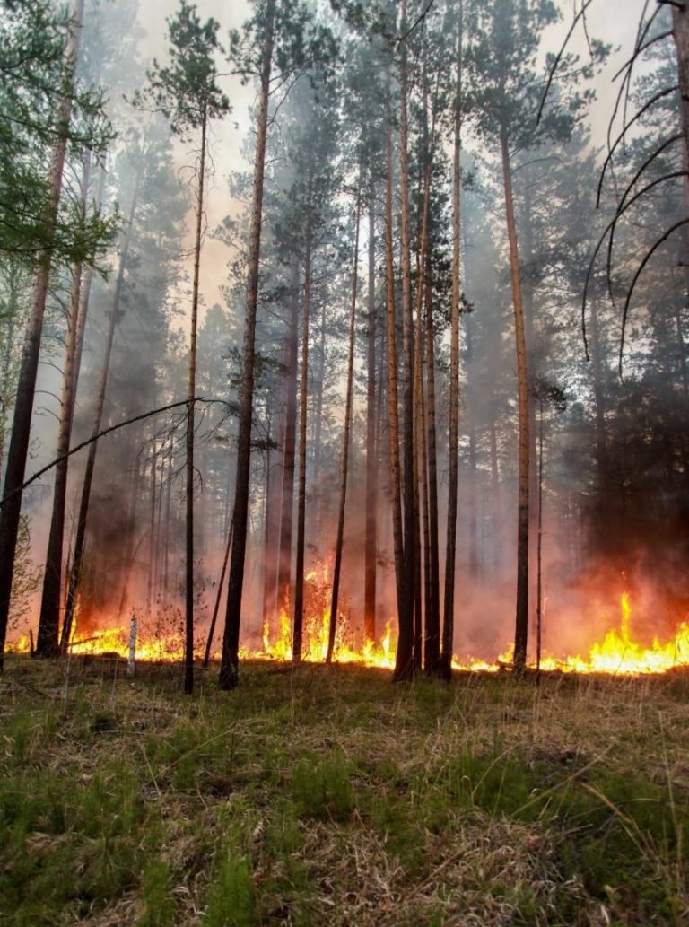 Peste 110 incendii de vegetaţie mistuiesc două state estice australiene