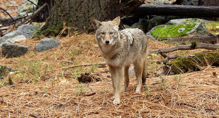 Un turist a ucis un coiot turbat cu mâinile goale după ce animalul l-a atacat