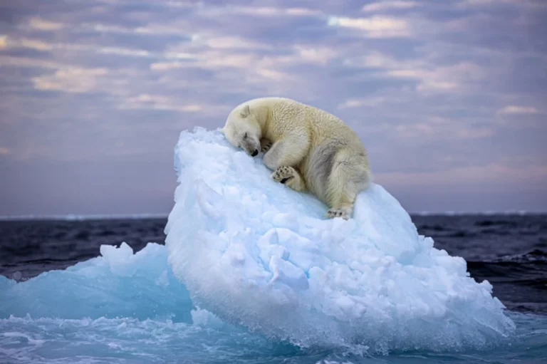 Urșii polari, amenințați de foamete, pe măsură ce gheața se topește. Cum se adaptează schimbărilor climatice, potrivit unui nou studiu