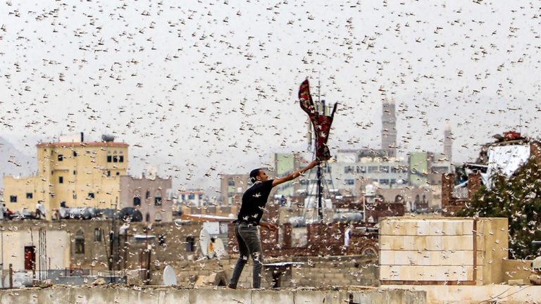 Indienii trimit dronele să combată invazia de lăcuste