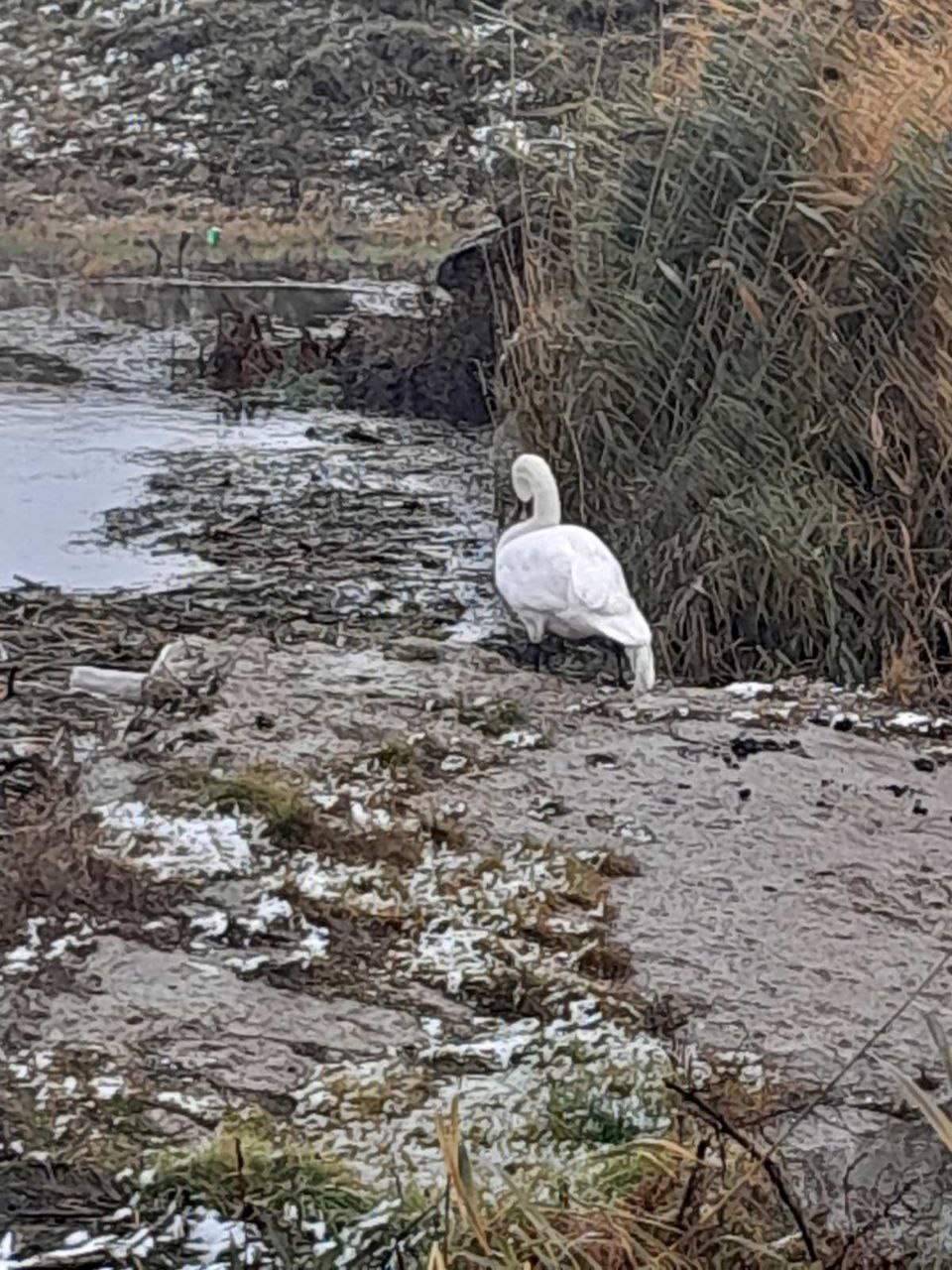 Lebădă salvată de pompieri la Telenești 2 lebada 2