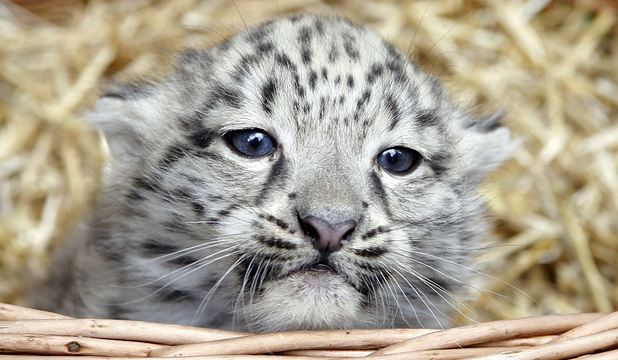 Doi pui de leopard de zăpadă au venit pe lume într-o rezervaţie din sudul Angliei