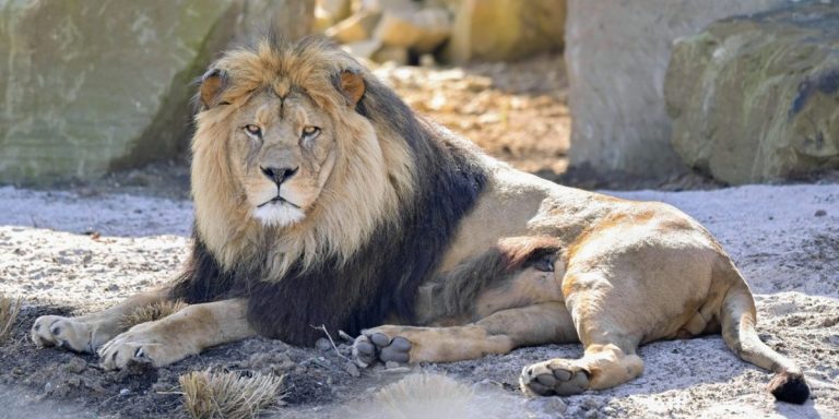 Îngrijitorul unei grădini zoologice din Nigeria, ucis de unul dintre leii de care avea grijă de aproape un deceniu