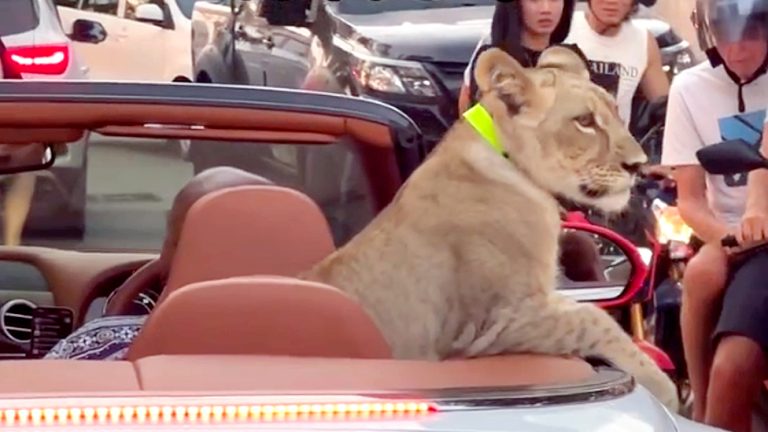 Două persoane vor fi pedepsite pentru că au plimbat un leu cu o mașină decapotabilă