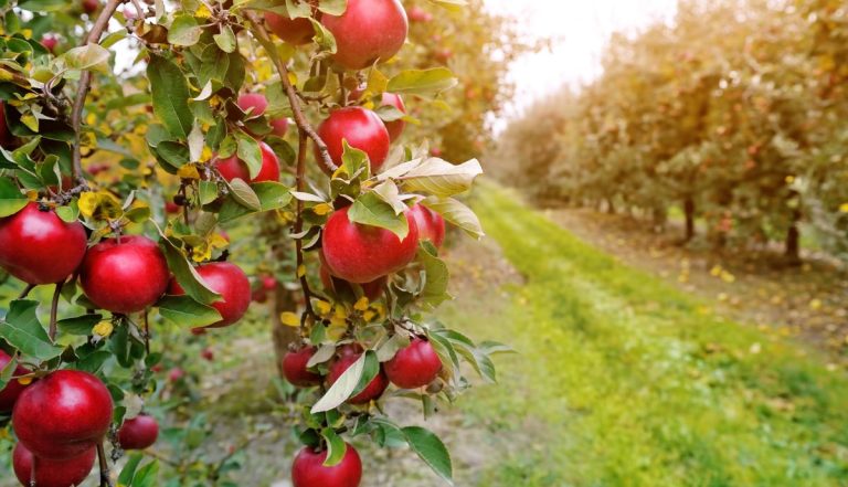 Dispar livezile de mere din Moldova: Din cauza embargoului impus de F.Rusă