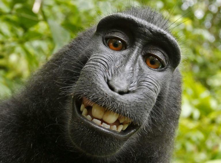 Macacul care și-a făcut un selfie în jungla indoneziană, numit `personalitatea anului` de PETA