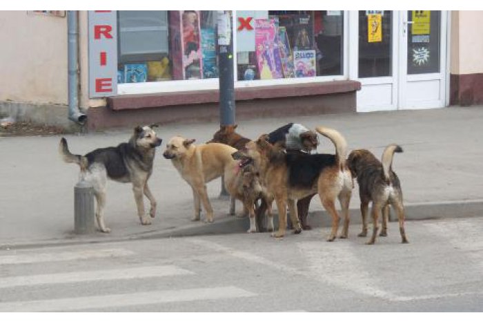 Câinii maidanezi din Chișinău s-au înmulțit.  Activitatea azilului de câini din Chișinău nu are autorizație 