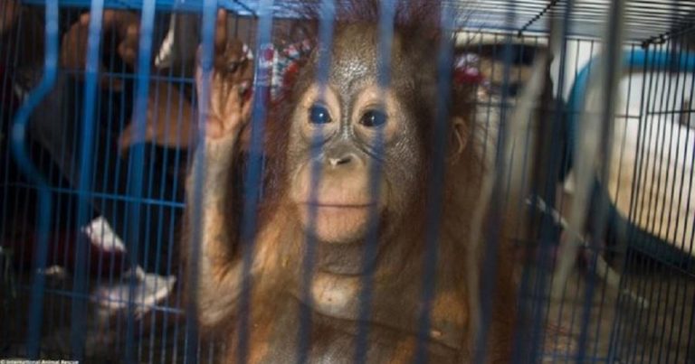 Operațiune împotriva unei reţele internaţionale de traficanţi – Mii de animale au fost confiscate, sute de arestări