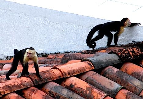 Produsele culese de maimuţe, scoase din supermarketurile din Marea Britanie