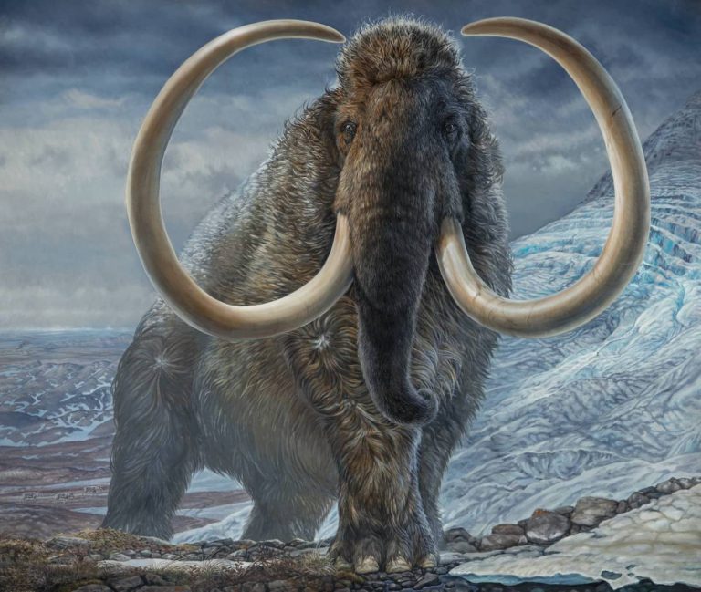 Genomul 3D al unui mamut lânos, reconstruit de oamenii de ştiinţă