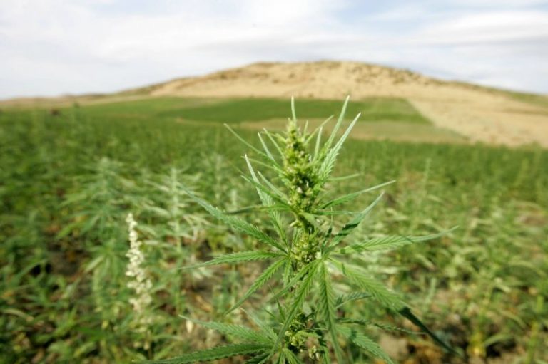 Mai multe plante de marijuana au fost descoperite la Drochia (VIDEO)