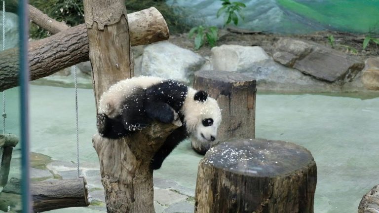 Al doilea pui de panda gigant născut în Taiwan a fost prezentat lumii la Taipei Zoo