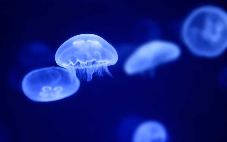 Cât de periculoase sunt meduzele pe care le atingem la Marea Neagră