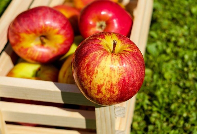Recolta de mere în R.Moldova în acest an va fi mai mare decît cea din 2022