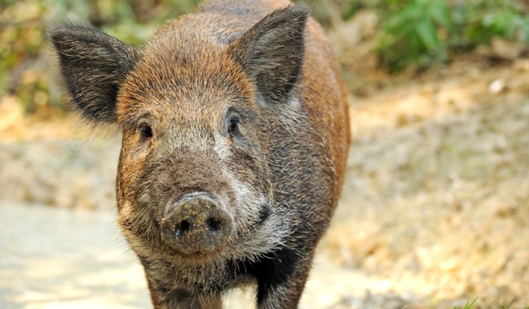 Un nou caz de pestă porcină a fost depistat în nordul țării