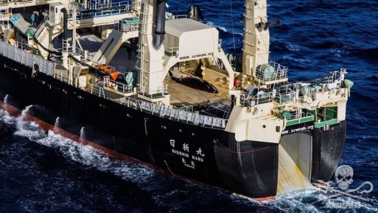 Japonia : 333 de balene au fost capturate în Oceanul Antarctic de o flotă formată din cinci nave