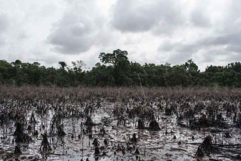 Depoluarea unui stat din delta Nigerului, după decenii de exploatare petrolieră, estimată la 12 miliarde de dolari