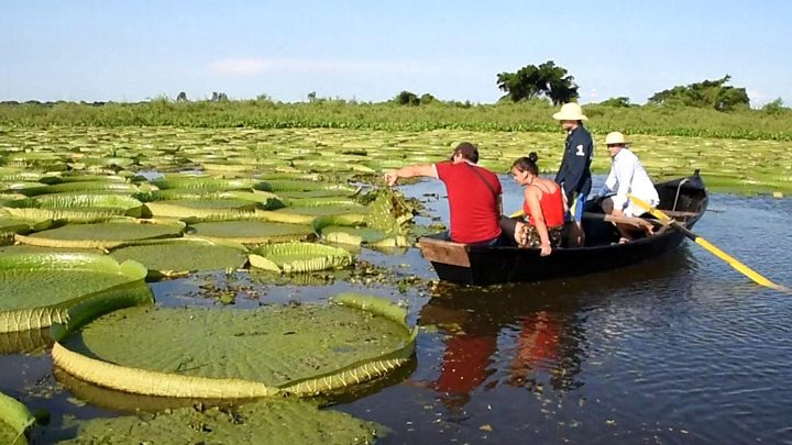 Paraguay : Turiştii se îngrămădesc să vadă spectacolul unic al nuferilor giganţi