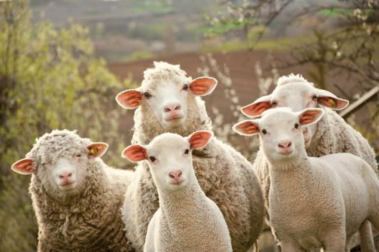 Granturi de până la 1 milion USD pentru crescătorii de ovine și caprine