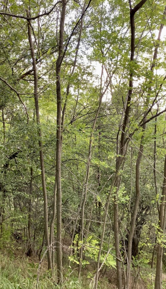 Peste 180 de hectare de pădure vor fi înregistrate în fondul forestier