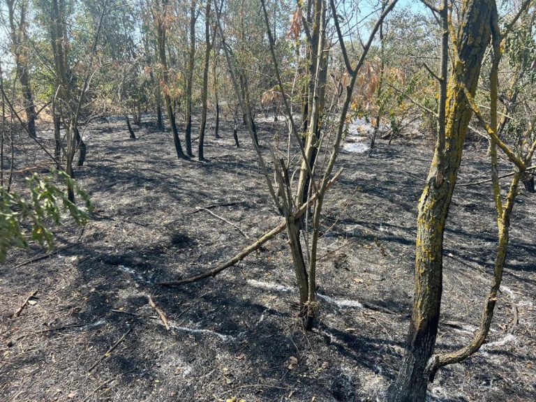FOTO// Pădurea din Cahul distrusă de incendiu are nevoie de 7 ani și sute de mii de lei pentru reabilitare