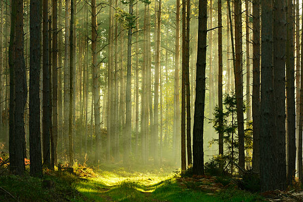 Polonia va redeschide de luni parcurile şi pădurile