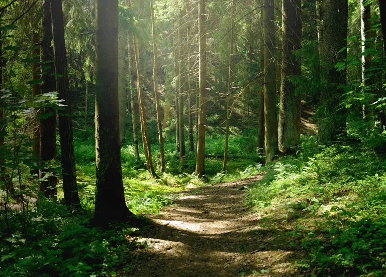 Domeniul forestier va fi reformat și modernizat în conformitate cu reglementările UE