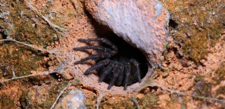 Australia : Cel mai bătrân păianjen din lume a murit la vârstă de 43 de ani