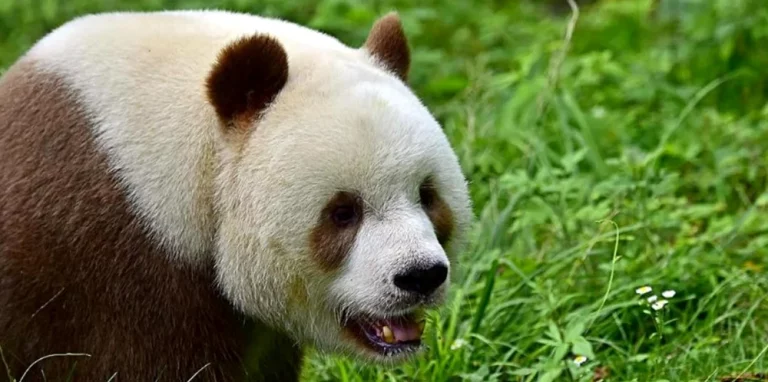 O specie de urși panda alb-maro trăiește în munții Chinei. Cum au apărut, potrivit oamenilor de știință