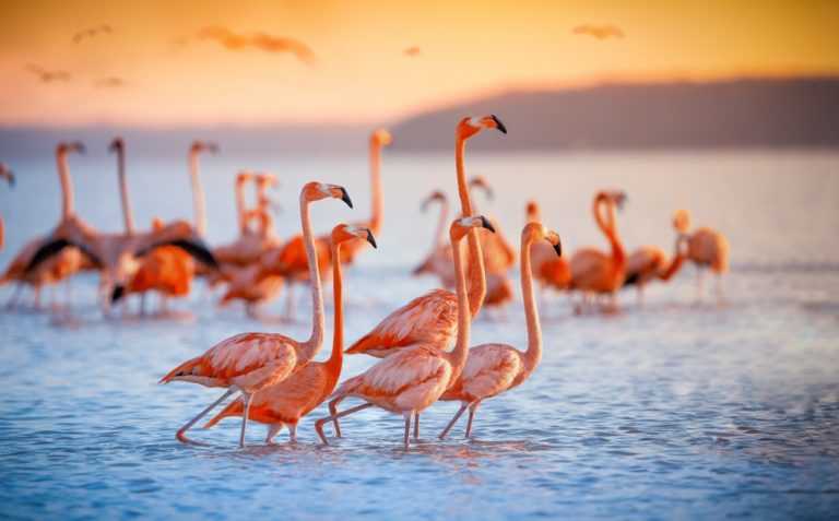 Voluntari algerieni au reuşit să salveze aproximativ 300 de pui de flamingo roz amenințați de secetă