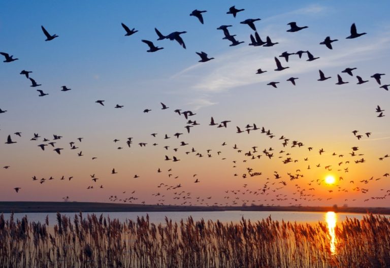 11 mai – Ziua mondială a păsărilor migratoare (ONU)