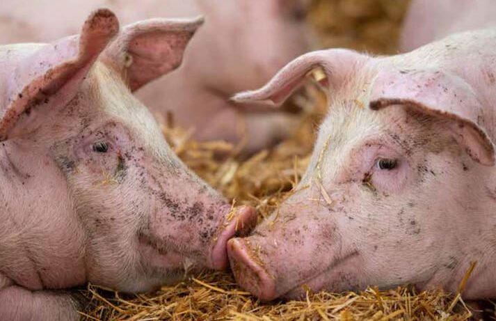 Inspectorii ANSA au depistat pestă porcină africană în Dondușeni