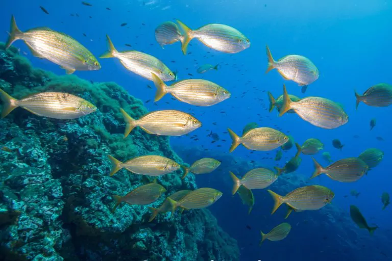 Cum comunică peștii între ei. „Oceanele sunt pline de sunete”