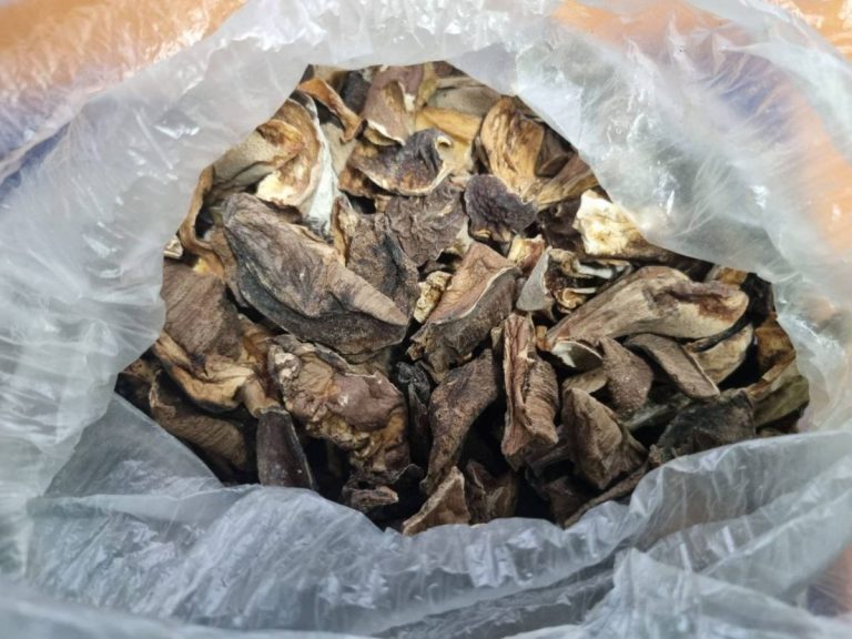 Peste un kilogram de ciuperci cu efect psihotrop, depistate într-un colet din Federația Rusă