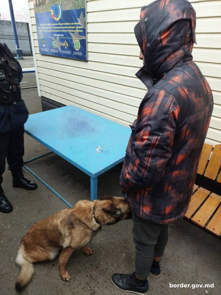 Polițistul câine Amy a prins un călător cu droguri în vamă