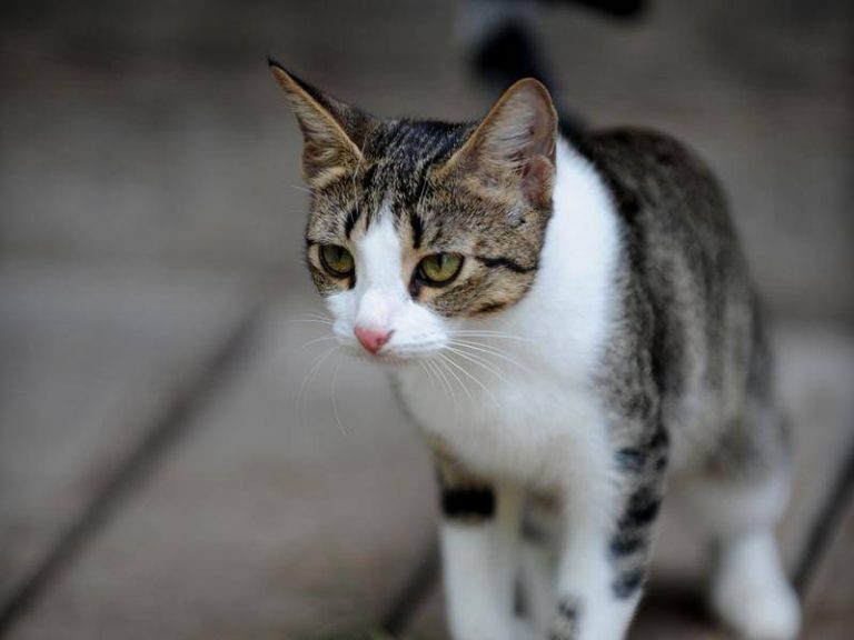 Pisicile de companie din Australia ucid peste 300 de milioane de animale pe an (raport)