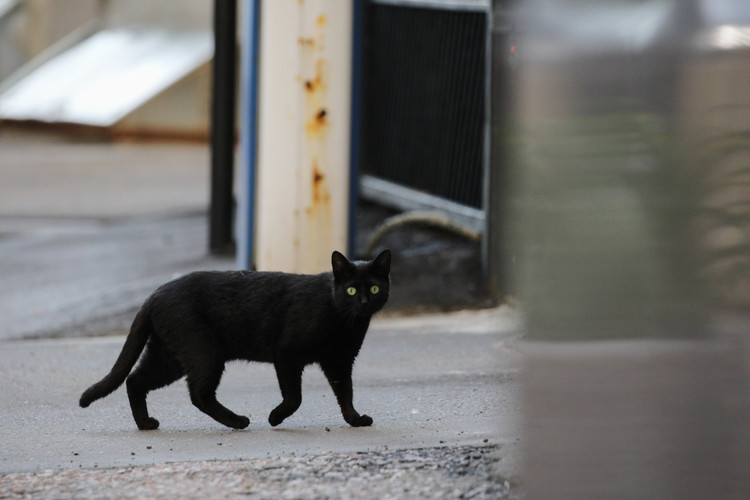 O pisică pierdută în Parcul Yellowstone a mers aproape 1.300 de km şi s-a reunit după două luni cu stăpânii săi