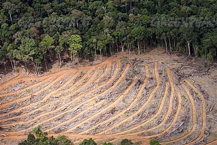 Proliferarea plantaţiilor de palmier din Asia de Sud-Est a amplificat defrişările și a atras un număr mare de specii sălbatice