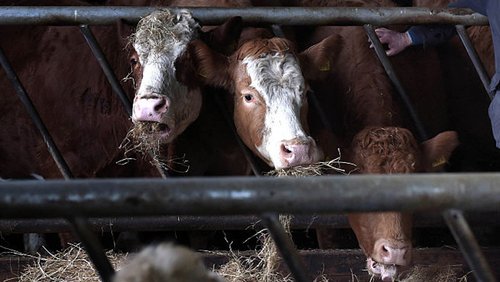 Anchetă în Polonia după exportarea a aproape trei tone de carne de vită bolnavă în zece ţări din UE