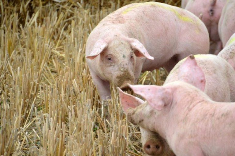 Italia a confiscat şi distrus 9,5 tone de carne de porc provenită din China