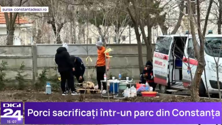 Porci transportați cu ambulanța privată și sacrificați într-un parc din Constanța