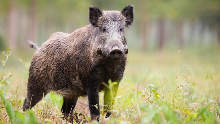 Un cuplu belgian a transformat un porc mistreţ în animal de companie