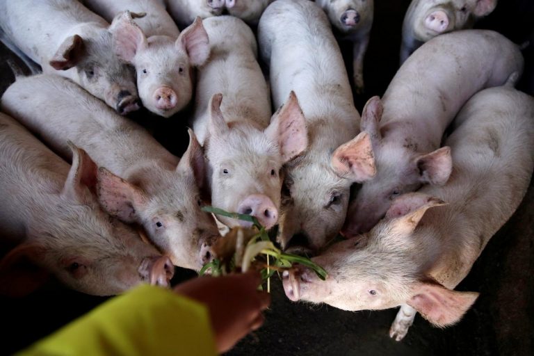 Noi cazuri de pestă porcină africană la ferme de porci din Germania