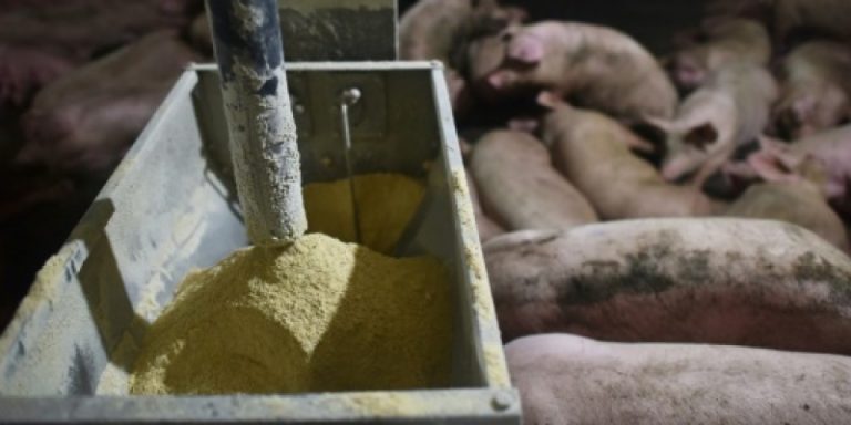 Închiderea celui mai mare abator din Germania pune în dificultate fermele de porci