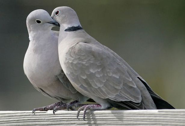 Decizie INEDITĂ a autorităților din Bruxelles : Porumbeii vor fi trataţi cu anticoncepţionale pentru a combate înmulţirea lor